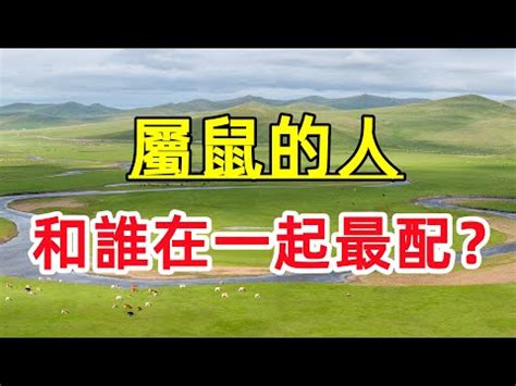 豬龍鼠馬什麼意思|【豬龍鼠馬意思】揭秘「豬龍鼠馬」的隱藏玄機！快來一探十二生。